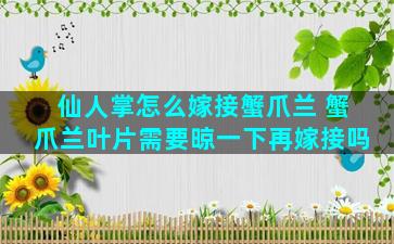 仙人掌怎么嫁接蟹爪兰 蟹爪兰叶片需要晾一下再嫁接吗